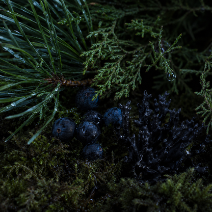 Moonlit Moss coconut wax candle, styled lifestyle photo