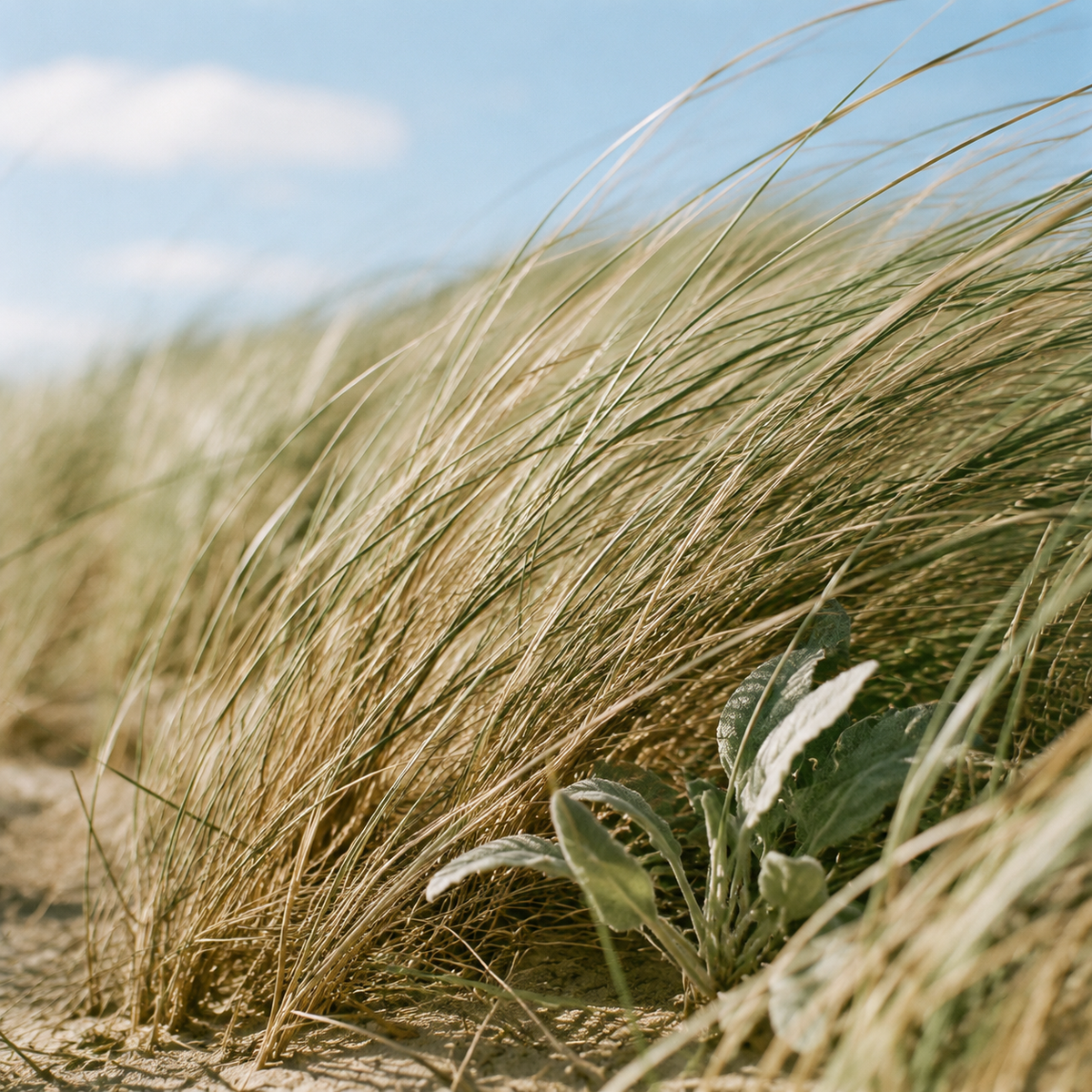 Sea Grass & Sage coconut wax candle, styled lifestyle photo