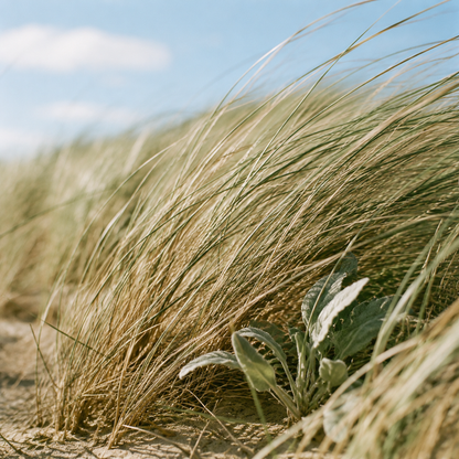 Sea Grass & Sage coconut wax candle, styled lifestyle photo
